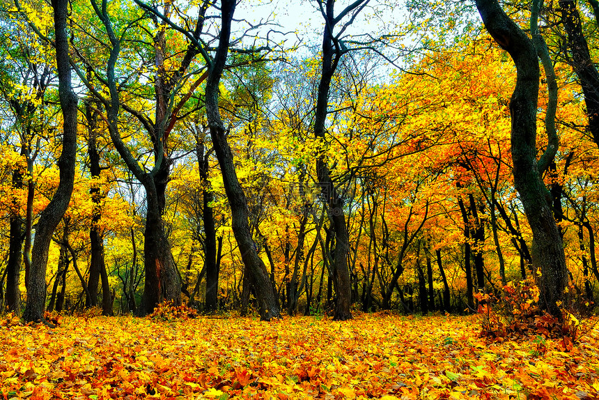 黄叶和秋林图片