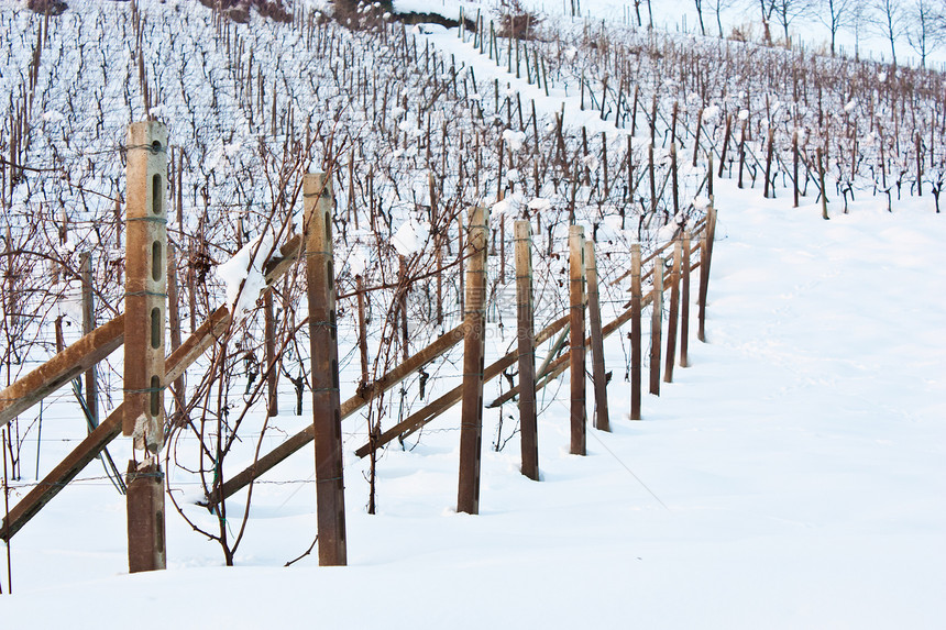 托斯卡纳 冬天的酒厂场地农产品时间丘陵季节酒庄植物农业酒精自然图片