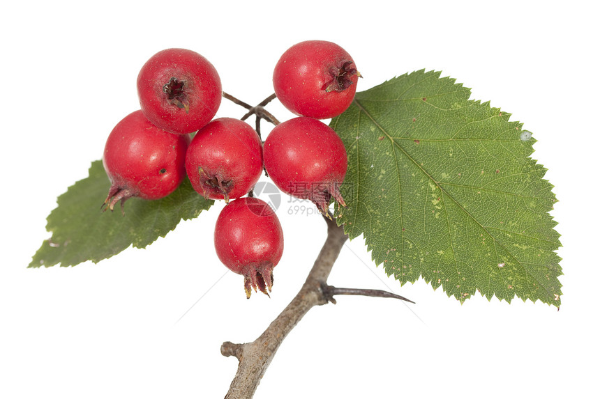 hawthorn红色水果宏观叶子衬套山楂植物图片
