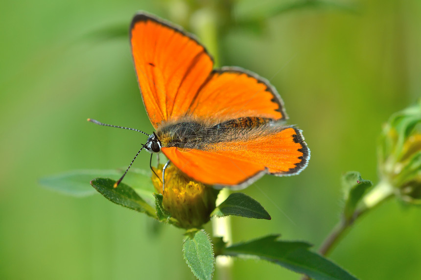 蝴蝶昆虫生活世界野生动物动物宏观脆弱性环境动物群图片