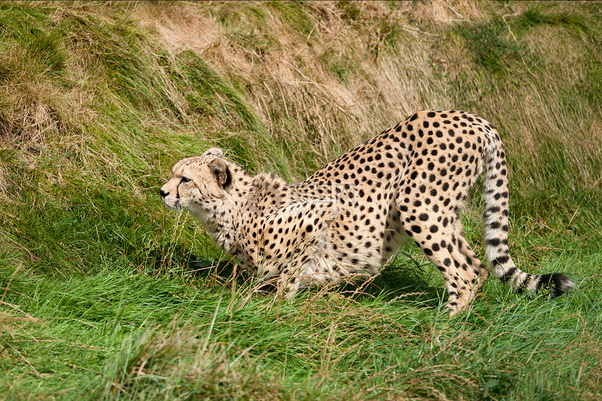 Cheetah在草地上弯曲 准备跳跃图片