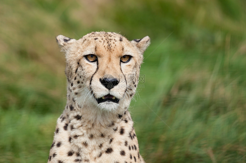 射中了美丽的Cheetah的肖像图片