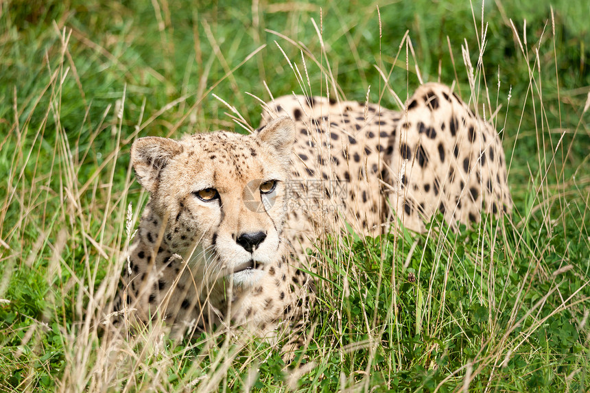 Cheetah 在长草间作弊图片