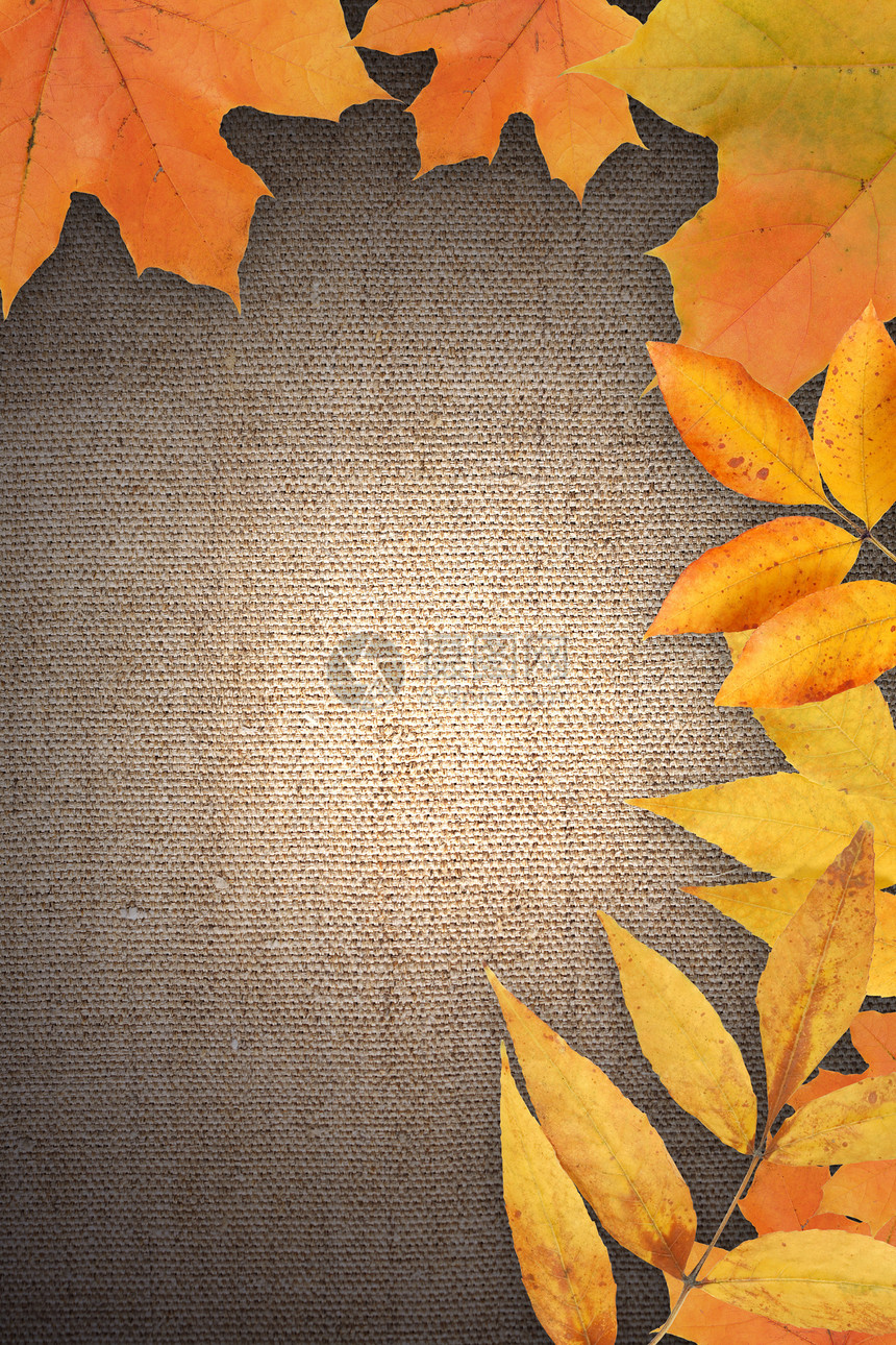秋季贺卡植物艺术叶子帆布季节黄色生态边界图片框架图片