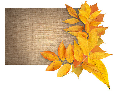 秋季贺卡植物帆布季节环境生态明信片叶子边界黄色图片背景图片