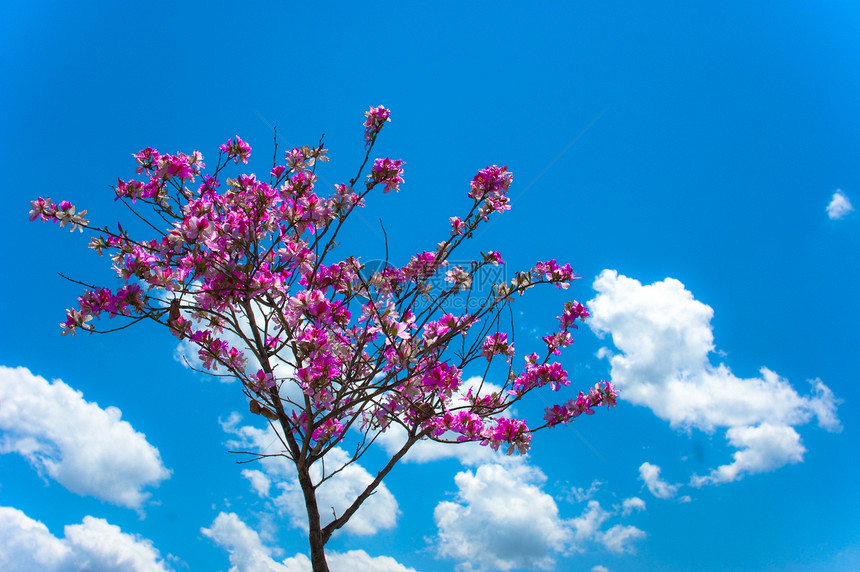 春天来了花瓣季节阳光树叶植物生长蓝色公园生活天空图片