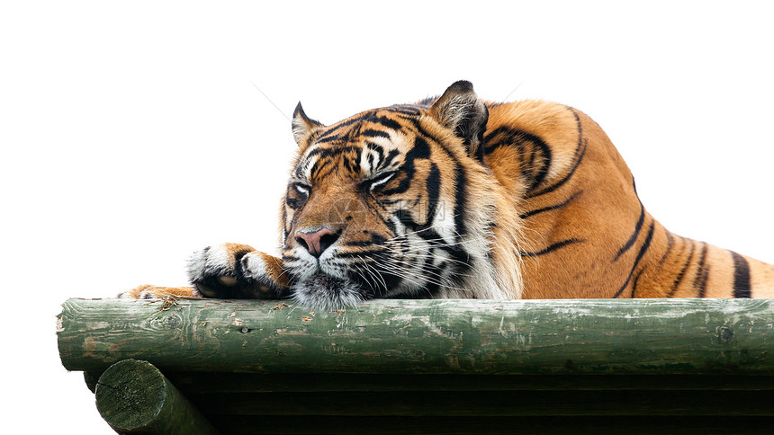 苏门答腊虎睡在木质平台上图片