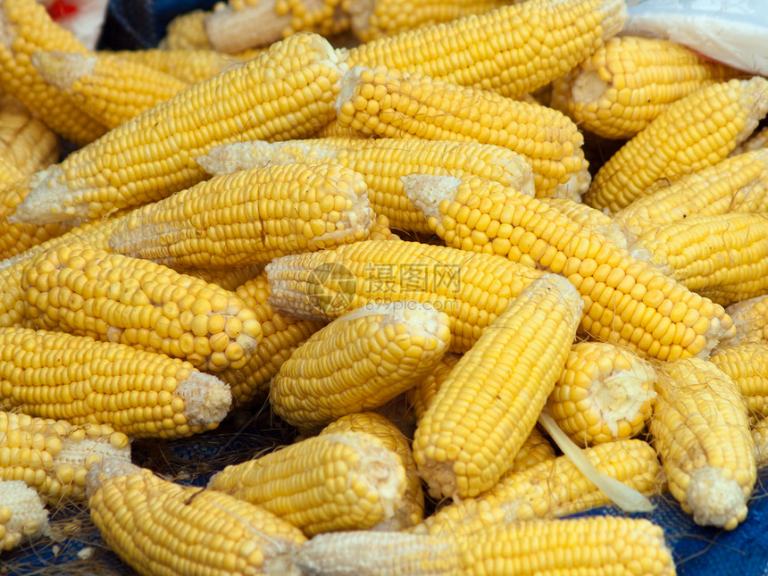 玉米类图片