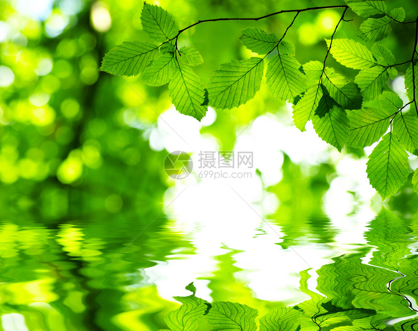 绿叶叶子树木分支机构环境反射宏观树叶森林绿色生长图片