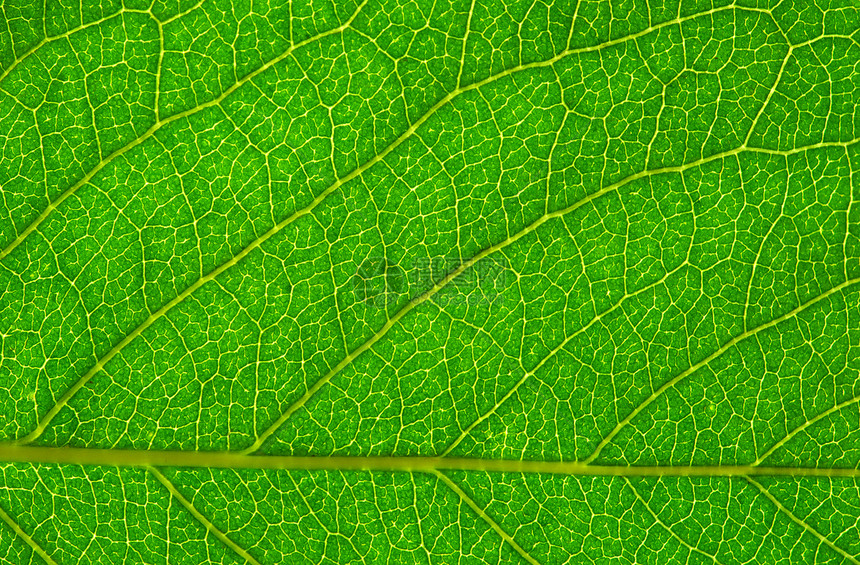 树叶背景宏观生态绿色线条植物群生活叶子生长环境植物图片