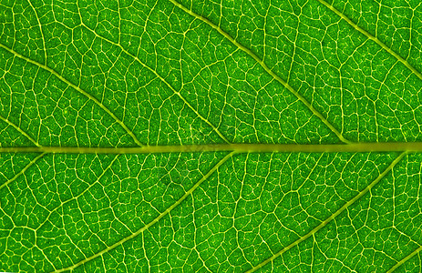 树叶背景宏观戏剧性生长光合作用环境绿色生活脉络植物生态背景图片