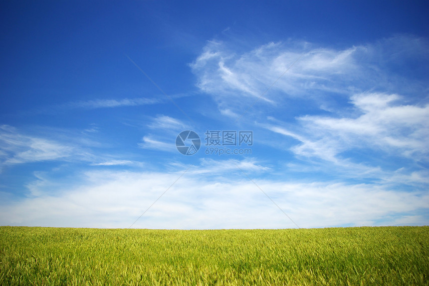 字段农场天空玉米面包蓝色尖刺小麦黄色粮食生长图片