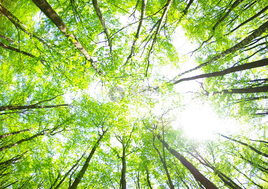 绿林植物森林环境宏观树叶生长叶子树木绿色图片