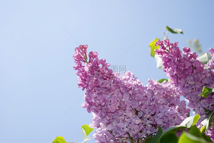 丁香花叶子植物学植物枝条花束季节紫色白色框架衬套图片