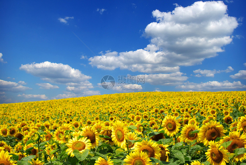 向向向外字段草地种植园国家植物天空生长晴天绿色向日葵黄色图片
