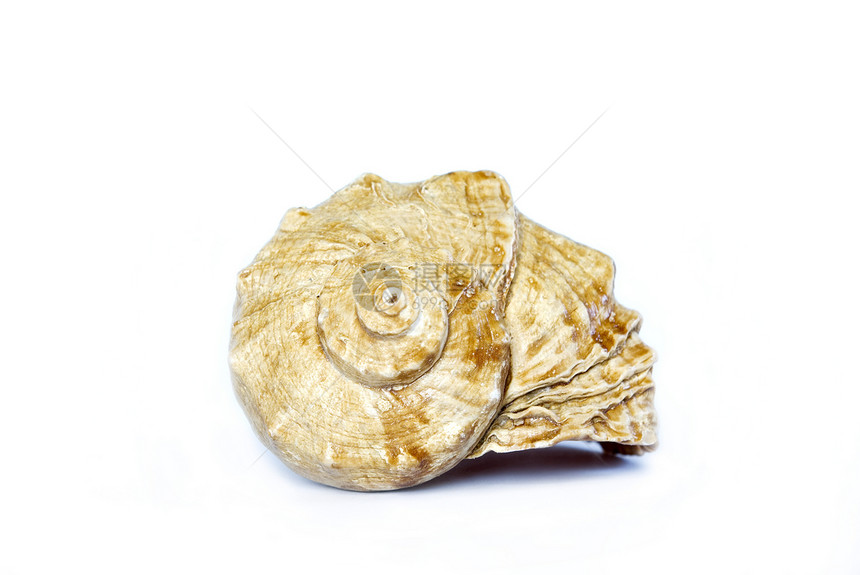 贝壳美丽海洋白色剪裁海岸动物温泉装饰品软体图片