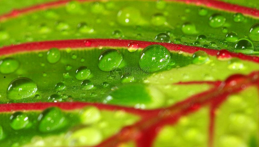 滴落床单生长草本植物植物花园绿色叶子雨滴网格生活图片