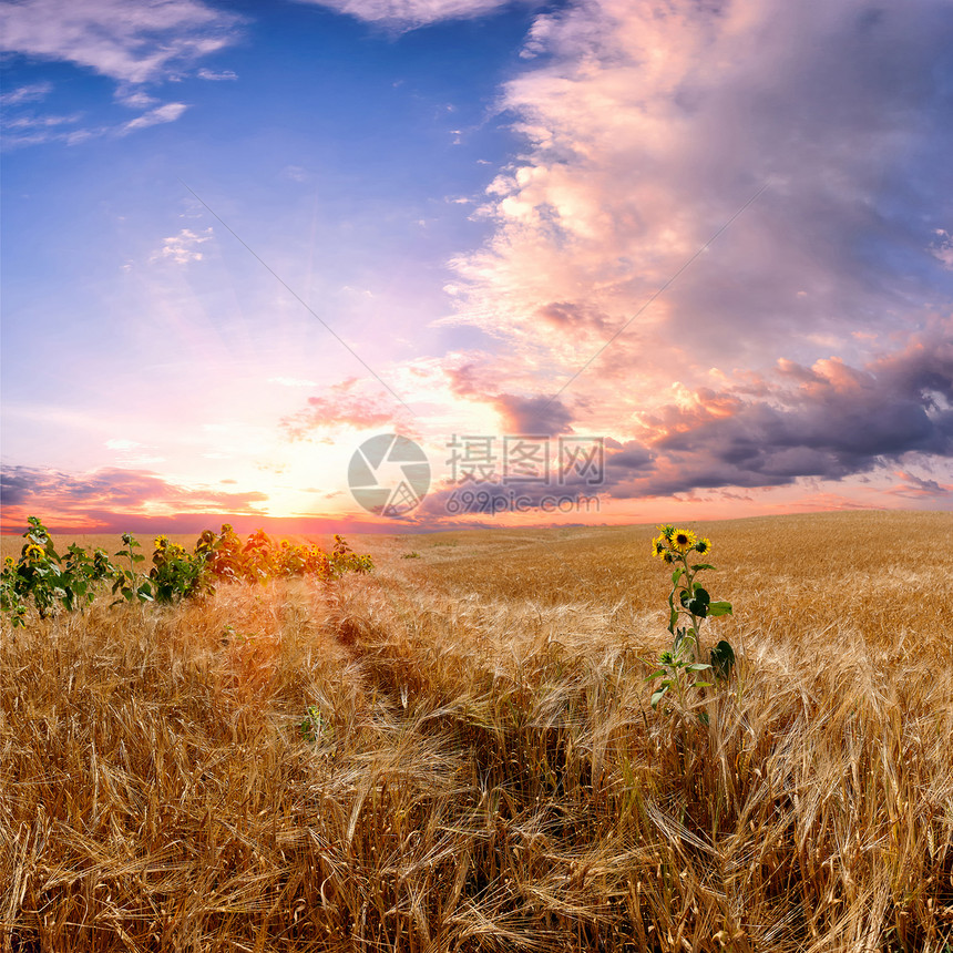 小麦田地的景观生长风景场地阳光环境天气天空爬坡农田草地图片