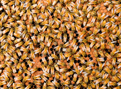 蜜蜂黄色昆虫蜂蜡荒野六边形宏观殖民地幼虫棕色蜂窝背景图片