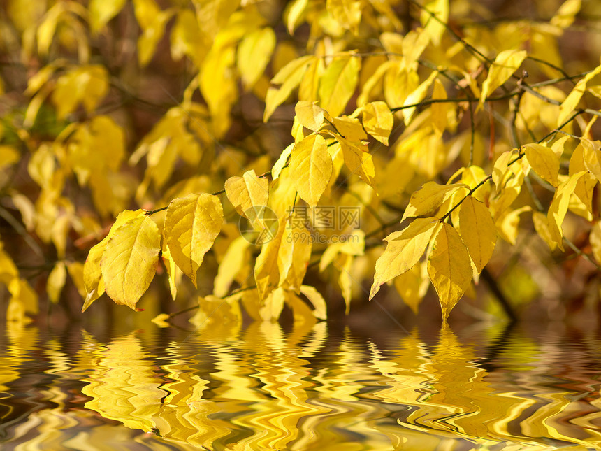 黄黄色秋叶海浪森林橙子植物公园环境花园季节阳光生态图片