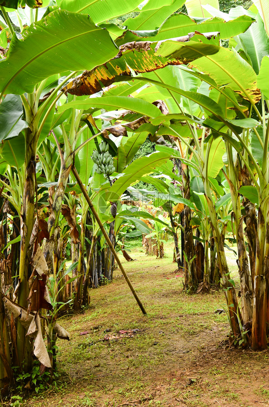 香蕉园香蕉植物绿色农业团体叶子花园水果营养气候图片