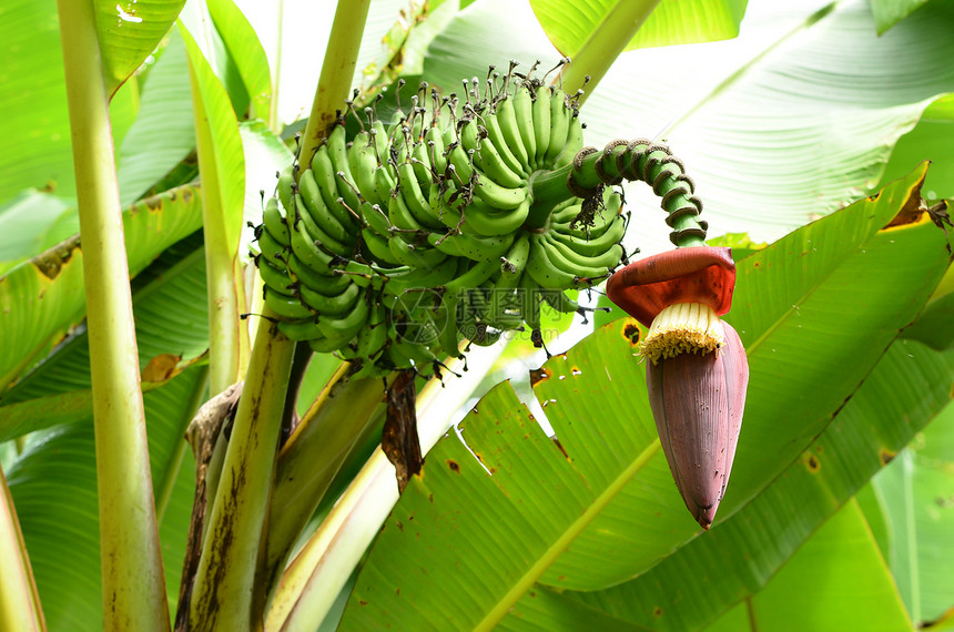 香蕉园植物群团体种植园植物农业叶子水果气候营养花园图片