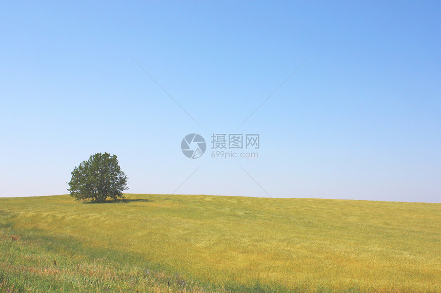 孤单的树在田野上图片