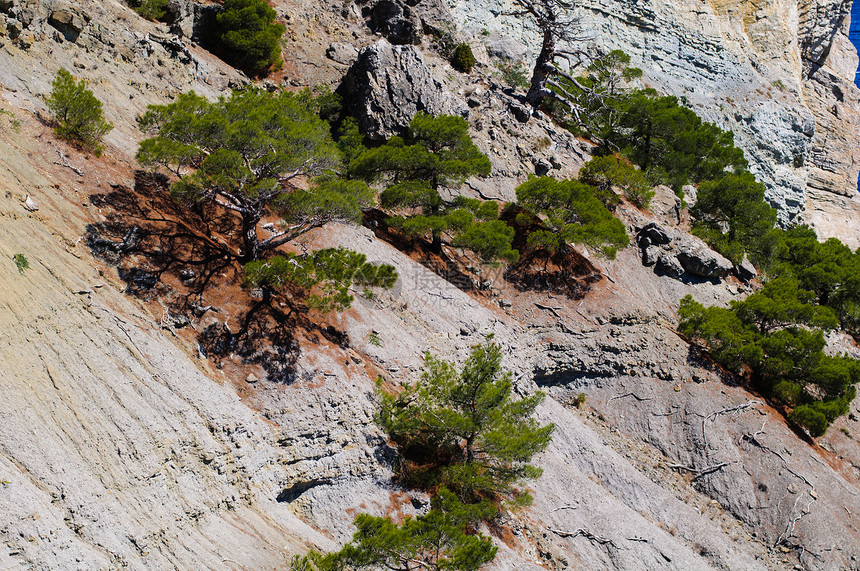 岩石上的松树公园旅行爬坡荒野森林太阳衬套远足世界悬崖图片