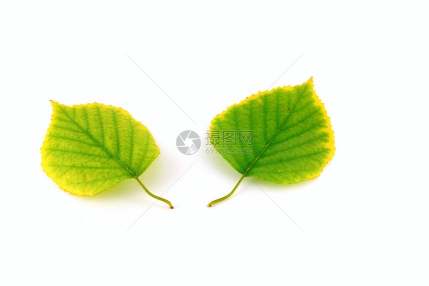 秋叶树枝黄色季节说谎白色植物静脉桦木绿色活力植物群图片