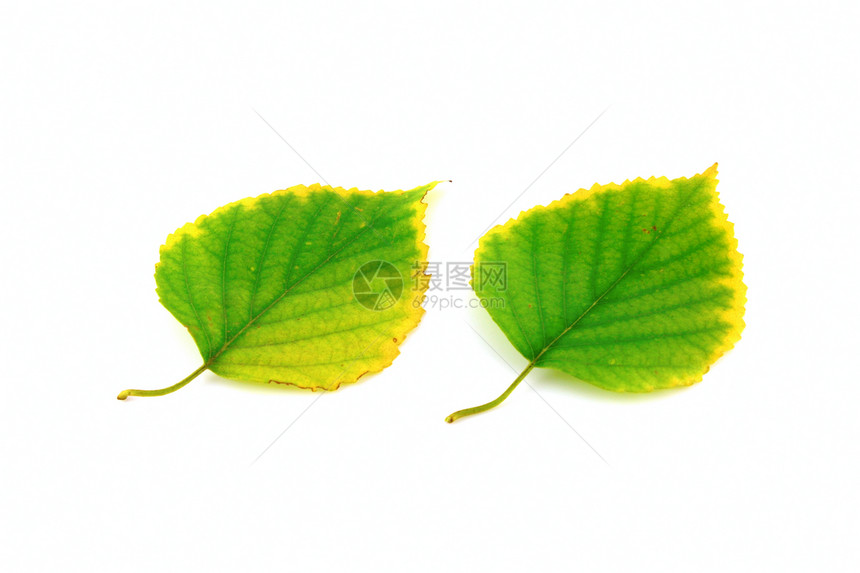 秋叶树枝绿色植物白色活力桦木静脉季节说谎植物群黄色图片
