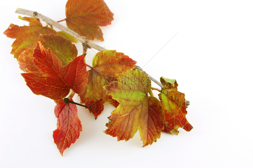 秋叶白色植物季节树木叶子摄影团体绿色静脉红色图片