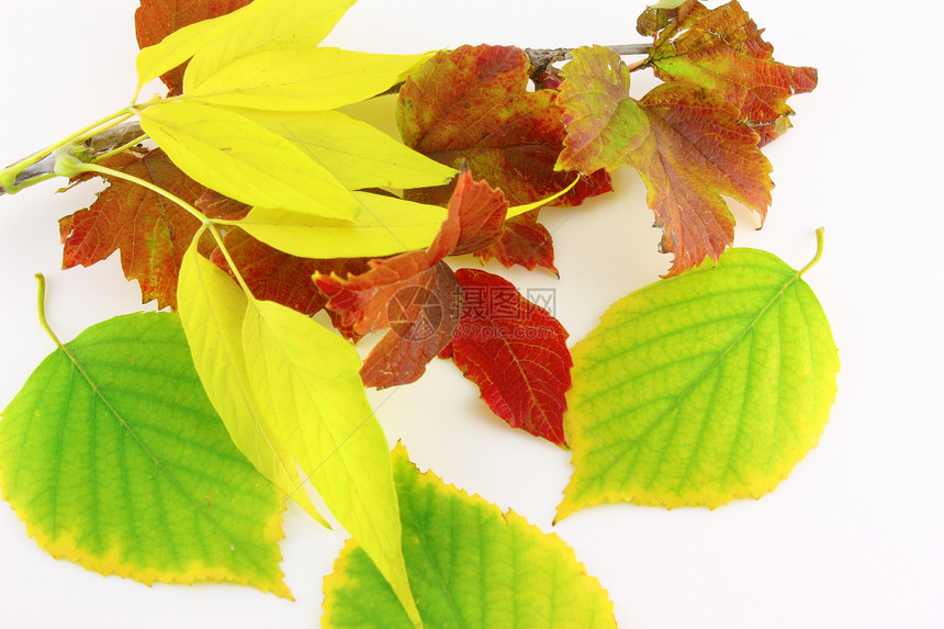 带秋色叶叶的斜纹棕色团体红色白色叶子黄色绿色枝条树木静脉图片