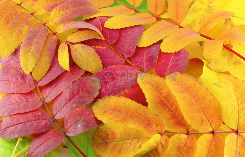 色彩秋叶树叶背景摘要 B团体植物桦木静脉红色棕色黄色白色粉色树木图片