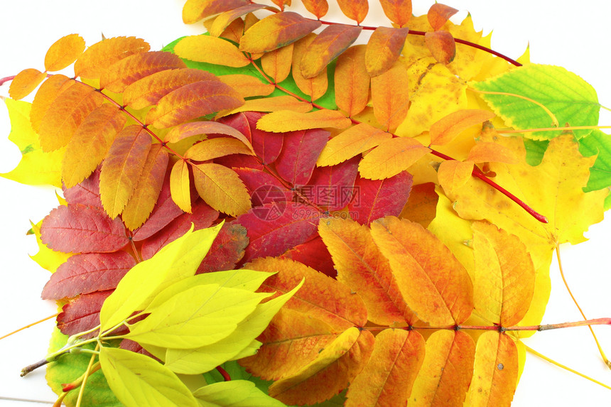带有颜色树叶的概要背景背景图片