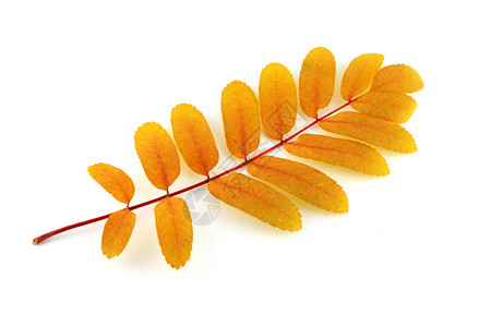 带彩色秋叶叶的交织团体摄影季节植物白色红色橙子叶子黄色静脉背景图片