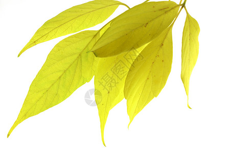 秋叶植物团体黄色枝条摄影静脉季节绿色叶子白色背景图片