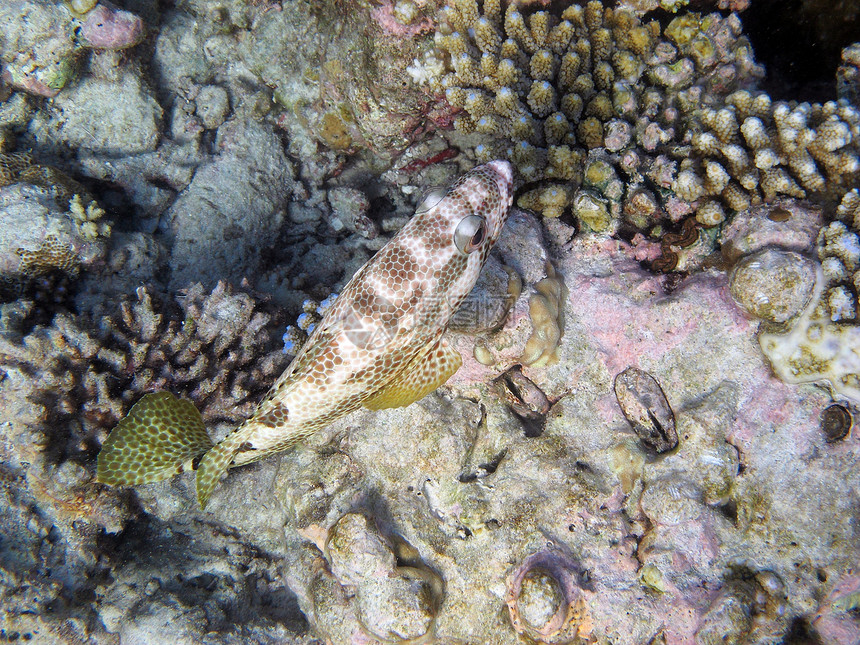 四层鱼群海洋生物荒野生活螺旋海洋珊瑚图片