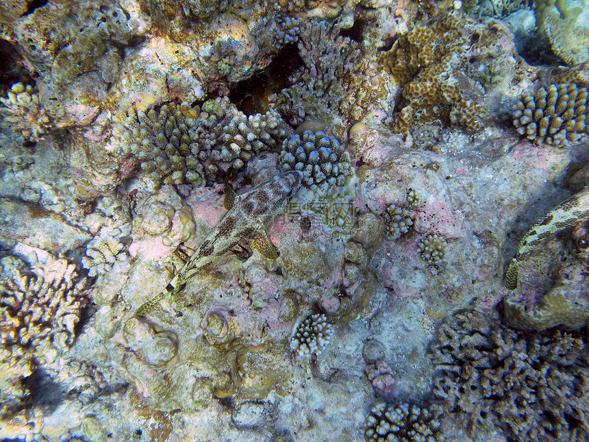 四层鱼群生活荒野海洋生物螺旋珊瑚海洋图片