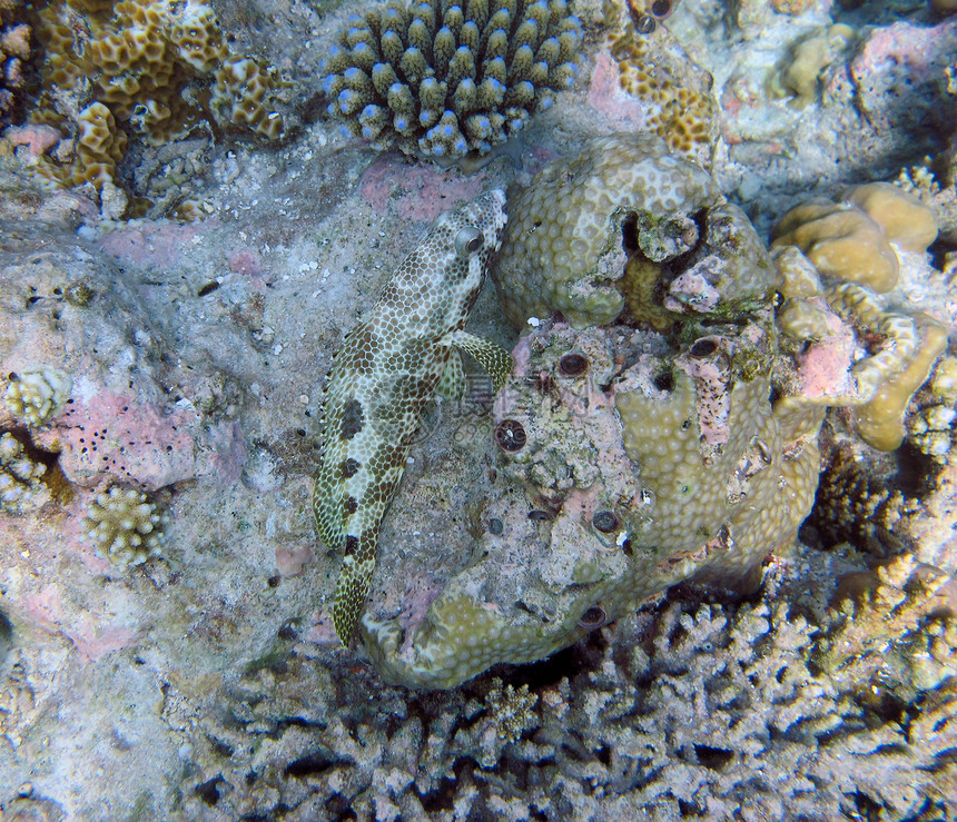 四层鱼群荒野螺旋海洋生物生活珊瑚海洋图片