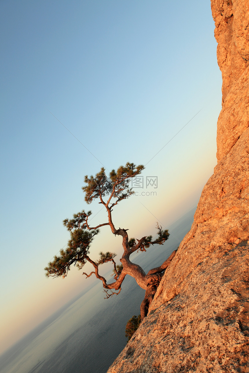 太阳升起 海边岩石上孤单的柔软树图片