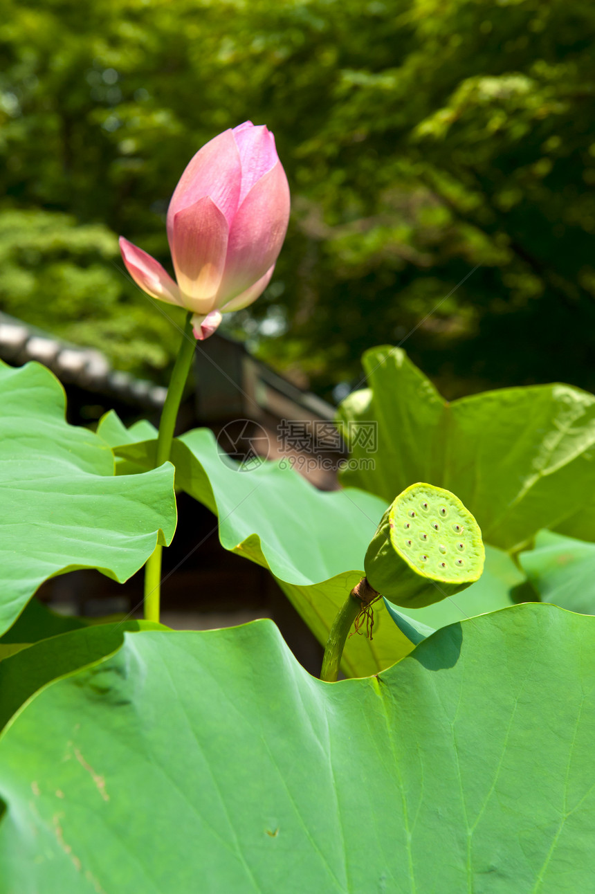 莲莲果核桃属公园绿色繁荣种子百合宏观树叶植物食物图片