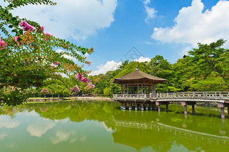 纳拉的Gazebo池塘植物凉亭建筑学公园建筑城市房子花园樱花樱桃高清图片素材