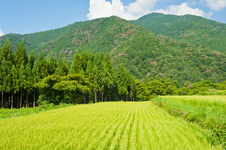 稻米田天空森林白川合掌村庄场地农业扇町农场遗产背景图片