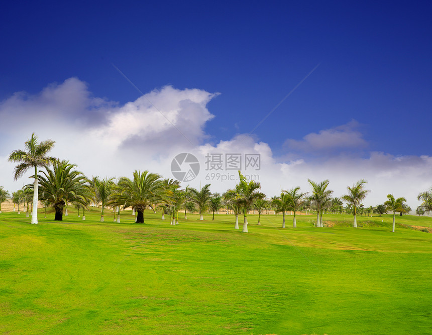 绿色高尔夫草天空热带棕榈游戏运动奶奶草地旅行竞赛瓜类图片