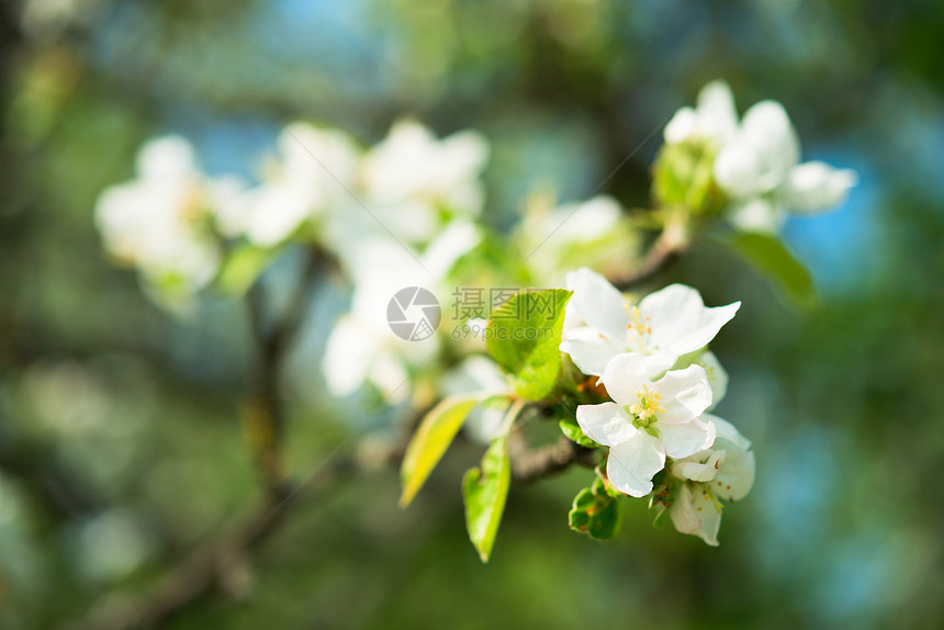 苹果树的花枝图片