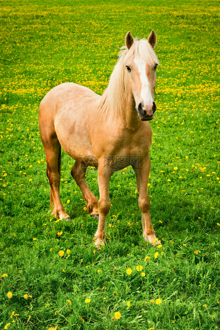 马在绿草地上蓝色宠物橙子季节牧场警报动物领先者荒野草原图片
