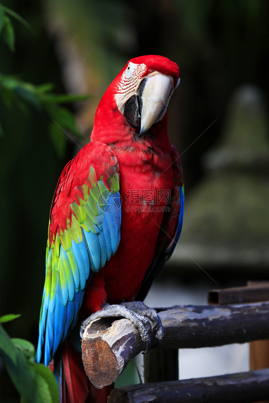 分支上的鹦鹉红色动物园热带黄色动物学鼻子眼睛荒野绿翅目野生动物图片