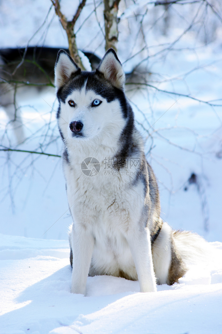 西伯利亚哈斯基狗(雪地上的蓝眼睛)图片