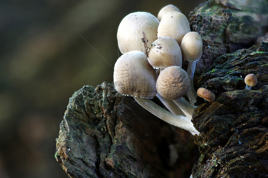 森林中生长的蘑菇旅行植物国家植物学树木生物学地形公园阳光环境图片