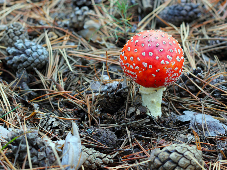 森林中的苍蝇植物生长地面菌类食物林地季节药品日光公园图片